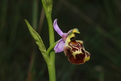 Ophrys fuciflora souchei