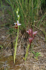 Ophrys fuciflora souchei