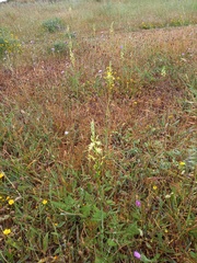 Ornithogalum pyrenaicum