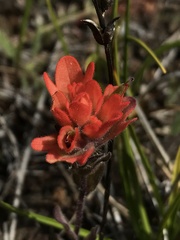 Castilleja brevilobata