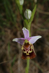 Ophrys fuciflora souchei