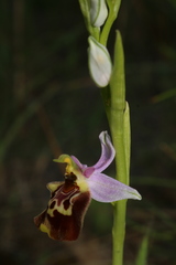 Ophrys fuciflora souchei
