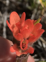 Castilleja brevilobata