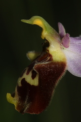 Ophrys fuciflora souchei