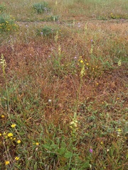 Ornithogalum pyrenaicum