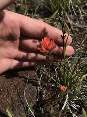 Castilleja brevilobata