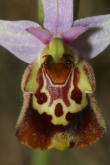 Ophrys fuciflora souchei