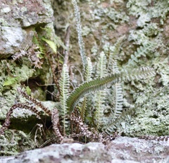 Pleopeltis lepidopteris