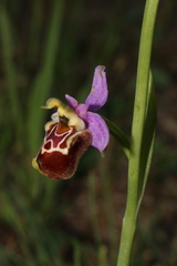 Ophrys fuciflora souchei