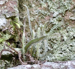 Pleopeltis lepidopteris