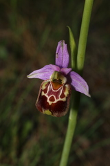 Ophrys fuciflora souchei