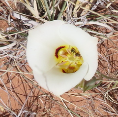 Calochortus nuttallii
