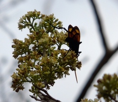 Casearia dolichophylla