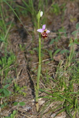 Ophrys fuciflora souchei