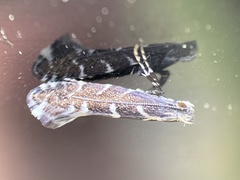 Callisto denticulella