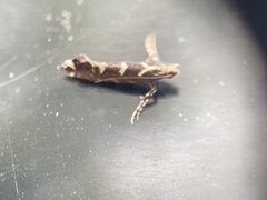 Callisto denticulella