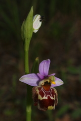 Ophrys fuciflora souchei