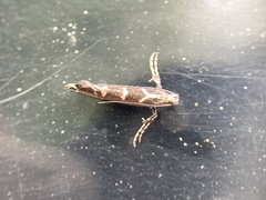 Callisto denticulella