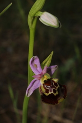 Ophrys fuciflora souchei