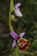 Ophrys fuciflora souchei