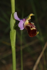 Ophrys fuciflora souchei