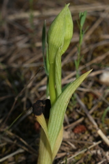 Ophrys fuciflora souchei