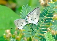 Cupido comyntas texana