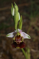 Ophrys fuciflora souchei
