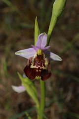 Ophrys fuciflora souchei