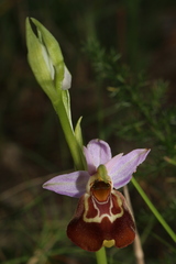 Ophrys fuciflora souchei