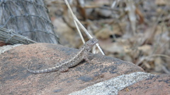 Sceloporus nelsoni