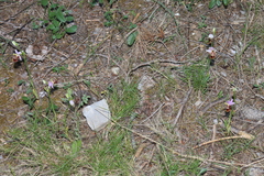 Ophrys fuciflora souchei