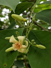 Wrightia arborea