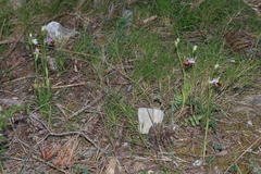 Ophrys fuciflora souchei