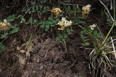 Lathyrus holochlorus