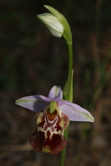 Ophrys fuciflora souchei