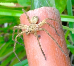 Curicaberis culiacan