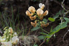 Lathyrus holochlorus