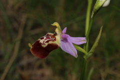 Ophrys fuciflora souchei