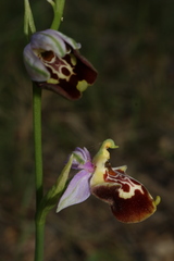 Ophrys fuciflora souchei