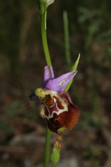 Ophrys fuciflora souchei