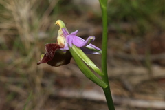 Ophrys fuciflora souchei