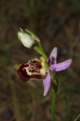 Ophrys fuciflora souchei