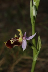 Ophrys fuciflora souchei