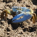 Necklaced Fiddler Crab - Photo (c) James M. Maley, some rights reserved (CC BY), uploaded by James M. Maley