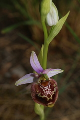 Ophrys fuciflora souchei