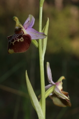 Ophrys fuciflora souchei