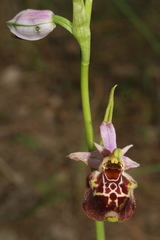 Ophrys fuciflora souchei