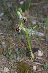 Ophrys fuciflora souchei