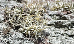 Tillandsia arequitae